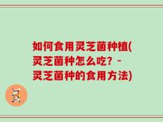 如何食用灵芝菌种植(灵芝菌种怎么吃？- 灵芝菌种的食用方法)