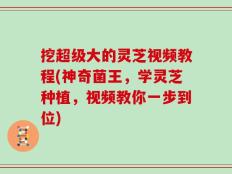 挖超级大的灵芝视频教程(神奇菌王，学灵芝种植，视频教你一步到位)