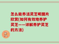 怎么能养活灵芝呢图片欣赏(如何有效地养护灵芝——详解养护灵芝的方法)