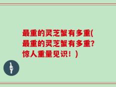 最重的灵芝蟹有多重(最重的灵芝蟹有多重？惊人重量见识！)