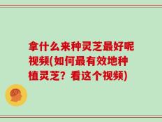 拿什么来种灵芝最好呢视频(如何最有效地种植灵芝？看这个视频)