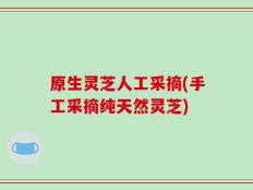 原生灵芝人工采摘(手工采摘纯天然灵芝)