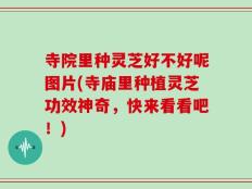 寺院里种灵芝好不好呢图片(寺庙里种植灵芝功效神奇，快来看看吧！)