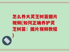 怎么养大灵芝树苗图片视频(如何正确养护灵芝树苗：图片视频教程)