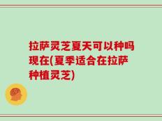 拉萨灵芝夏天可以种吗现在(夏季适合在拉萨种植灵芝)