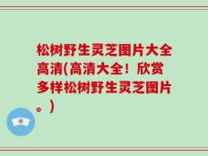 松树野生灵芝图片大全高清(高清大全！欣赏多样松树野生灵芝图片。)