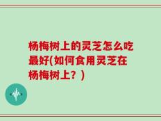 杨梅树上的灵芝怎么吃最好(如何食用灵芝在杨梅树上？)