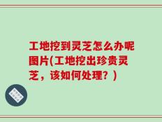 工地挖到灵芝怎么办呢图片(工地挖出珍贵灵芝，该如何处理？)