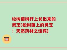 松树菌树杆上长出来的灵芝(松树菌上的灵芝：天然药材之佳宾)