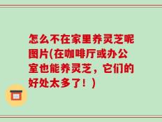 怎么不在家里养灵芝呢图片(在咖啡厅或办公室也能养灵芝，它们的好处太多了！)