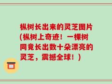 枞树长出来的灵芝图片(枞树上奇迹！一棵树同竟长出数十朵漂亮的灵芝，震撼全球！)