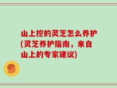 山上挖的灵芝怎么养护(灵芝养护指南，来自山上的专家建议)