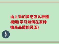 山上采的灵芝怎么种植视频(学习如何在家种植高品质的灵芝)
