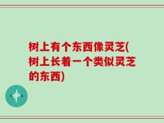 树上有个东西像灵芝(树上长着一个类似灵芝的东西)