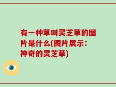 有一种草叫灵芝草的图片是什么(图片展示：神奇的灵芝草)