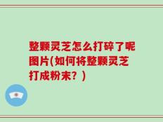 整颗灵芝怎么打碎了呢图片(如何将整颗灵芝打成粉末？)