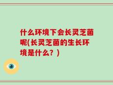 什么环境下会长灵芝菌呢(长灵芝菌的生长环境是什么？)