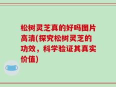 松树灵芝真的好吗图片高清(探究松树灵芝的功效，科学验证其真实价值)