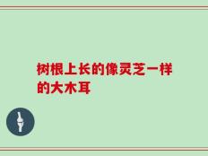 树根上长的像灵芝一样的大木耳