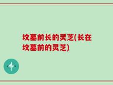 坟墓前长的灵芝(长在坟墓前的灵芝)