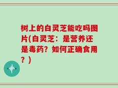 树上的白灵芝能吃吗图片(白灵芝：是营养还是毒药？如何正确食用？)
