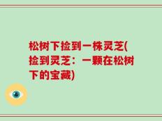 松树下捡到一株灵芝(捡到灵芝：一颗在松树下的宝藏)