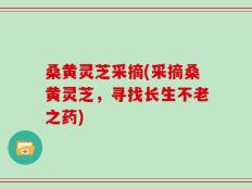 桑黄灵芝采摘(采摘桑黄灵芝，寻找长生不老之药)