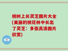 桃树上长灵芝图片大全(美丽的桃花林中长出了灵芝：多张高清图片欣赏)