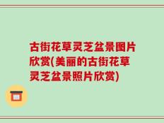 古街花草灵芝盆景图片欣赏(美丽的古街花草灵芝盆景照片欣赏)