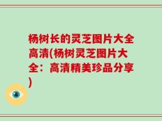 杨树长的灵芝图片大全高清(杨树灵芝图片大全：高清精美珍品分享)