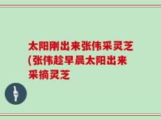 太阳刚出来张伟采灵芝(张伟趁早晨太阳出来采摘灵芝
