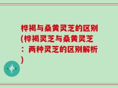 桦褐与桑黄灵芝的区别(桦褐灵芝与桑黄灵芝：两种灵芝的区别解析)
