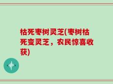 枯死枣树灵芝(枣树枯死变灵芝，农民惊喜收获)