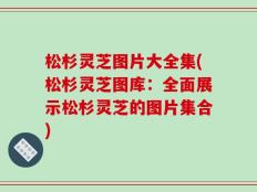 松杉灵芝图片大全集(松杉灵芝图库：全面展示松杉灵芝的图片集合)