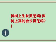 桦树上生长灵芝吗(桦树上真的会长灵芝吗？)