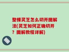整棵灵芝怎么切开图解法(灵芝如何正确切开？图解教程详解)