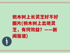 桃木树上长灵芝好不好图片(桃木树上出现灵芝，有何效益？——新闻报道)