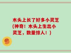 木头上长了好多小灵芝(神奇！木头上生出小灵芝，数量惊人！)