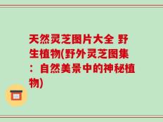 天然灵芝图片大全 野生植物(野外灵芝图集：自然美景中的神秘植物)
