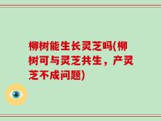 柳树能生长灵芝吗(柳树可与灵芝共生，产灵芝不成问题)