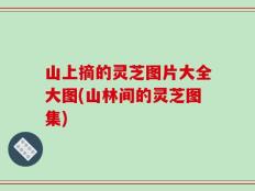 山上摘的灵芝图片大全大图(山林间的灵芝图集)