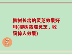 柳树长出的灵芝效果好吗(柳树栽培灵芝，收获惊人效果)