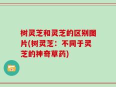 树灵芝和灵芝的区别图片(树灵芝：不同于灵芝的神奇草药)