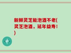 新鲜灵芝能泡酒不老(灵芝泡酒，延年益寿！)