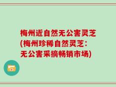 梅州近自然无公害灵芝(梅州珍稀自然灵芝：无公害采摘畅销市场)