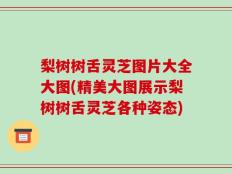 梨树树舌灵芝图片大全大图(精美大图展示梨树树舌灵芝各种姿态)