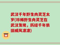 武汉千年野生肉灵芝太岁(珍稀野生肉灵芝在武汉发现，历经千年依旧威风凛凛)