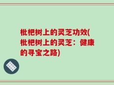 枇杷树上的灵芝功效(枇杷树上的灵芝：健康的寻宝之路)