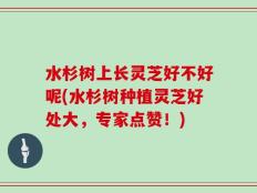 水杉树上长灵芝好不好呢(水杉树种植灵芝好处大，专家点赞！)
