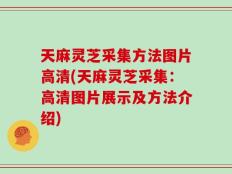 天麻灵芝采集方法图片高清(天麻灵芝采集：高清图片展示及方法介绍)